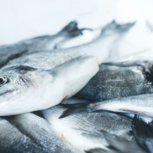 Frozen fish: tuna, mackerel, salmon (RFQ)