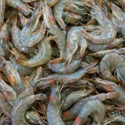 Frozen seafood: shrimp and squid (RFQ)